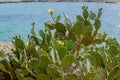 Prickly Pear Cactus with Yellow Flowers near Cyprus Nissi beach, Ayia Napa