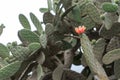 Prickly pear in Canary Islands. Arid flower blooming and grow in the edges of the cactus