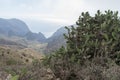 Prickly pear in Canary islands in a valley. Cactus brush in a canyon