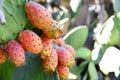 Prickly Pear Royalty Free Stock Photo