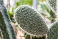 Prickly pear detail Royalty Free Stock Photo