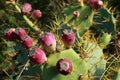 Prickly pear detail Royalty Free Stock Photo