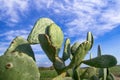 Prickly pear on the edge of the field Royalty Free Stock Photo