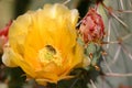 Prickly Pear flower