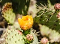 Prickly Pear Flower