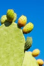 Prickly pear fruit