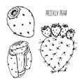 Prickly pear fruit black and white vector set isolated on a white background. Royalty Free Stock Photo