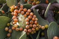 Prickly Pear Fruit