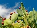 prickly pear fruit and plant blue sky Royalty Free Stock Photo