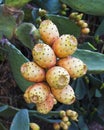 Prickly Pear Fruit