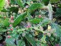 Prickly Pear Fruit and Thorns Royalty Free Stock Photo