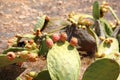 Prickly Pear. Fuerteventura, Canary Islands.