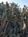 Prickly pear or green ficus with skewers and figs
