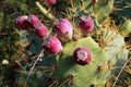 Prickly pear in horizontal image Royalty Free Stock Photo