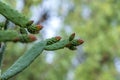 Prickly pear, mexican Nopal cactus flowers