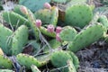 New Jersey Native prickly pear cactus at Higbee Beach in Cape May by the shore, close