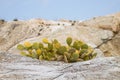 Prickly pear, optunia, indian fig on the rocks Royalty Free Stock Photo