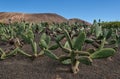 Prickly pear, opuntia cactus garden in Lanzarote Royalty Free Stock Photo