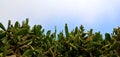 Prickly pear or Opuntia cactus plants against blue sky.Nature background for design. Royalty Free Stock Photo