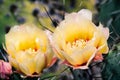 Prickly Pear Opuntia fragilis cactus flowers, California