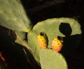 Prickly pear opuntia Indian fig tropical cactus fruit on bright sunny summer day. A closeup photo, good for packaging Royalty Free Stock Photo