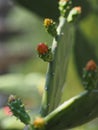 Prickly pear , Opuntia Opuntieae, Opuntia Stricta green leaves, red flower blooming in garden on blurred nature background, cactus Royalty Free Stock Photo