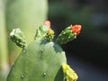 Prickly pear , Opuntia Opuntieae, Opuntia Stricta green leaves, red flower blooming in garden on blurred nature background, cactus