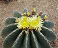 Prickly pear plant cactus