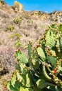 Prickly pear plant at the Yagul archaeological site in Mexico