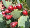 Prickly Pear