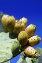 Prickly pear Royalty Free Stock Photo