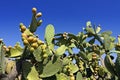 Prickly pear Royalty Free Stock Photo