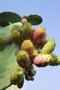 Prickly pear Royalty Free Stock Photo
