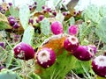 Prickly pear purple fruits Royalty Free Stock Photo