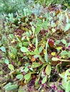 Prickly pear purple fruits Royalty Free Stock Photo