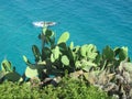 Prickly pear on a rock against the backdrop of a bright blue sea on a sunny day. Calabria Italy.