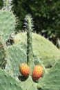 Prickly pear shaped as male genitals. Phallic form