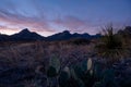 Prickly Pear and Sotol Plant With Chisos Mountains At Sunrise
