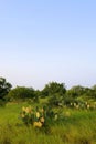 Prickly pear in South Texas ranch Royalty Free Stock Photo