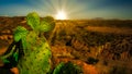 Prickly pear at sunrise Royalty Free Stock Photo
