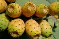 Prickly pears