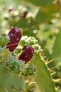 Prickly pears fruits on a paddle cactus (Opuntia) Royalty Free Stock Photo