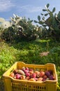 Prickly pears harvest time Royalty Free Stock Photo