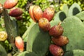 Prickly pears and leaves Royalty Free Stock Photo