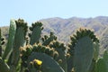 Prickly pears and mountains under the sun of Sicily