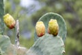 Prickly pears nature Royalty Free Stock Photo