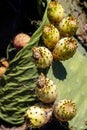 Prickly pears Opuntia ficus-indica, known also as Fichi d`india