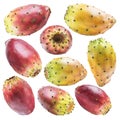 Prickly pears or opuntia fruits collection on white background. Royalty Free Stock Photo