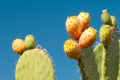 Prickly pears on plant Royalty Free Stock Photo
