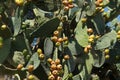 Prickly pears Royalty Free Stock Photo